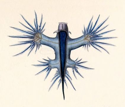 Image of <i>Glaucus marginatus</i> (Reinhardt & Bergh 1864)