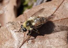 Image of Criorhina verbosa (Walker 1849)