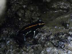 Image of Golfodulcean Poison Frog