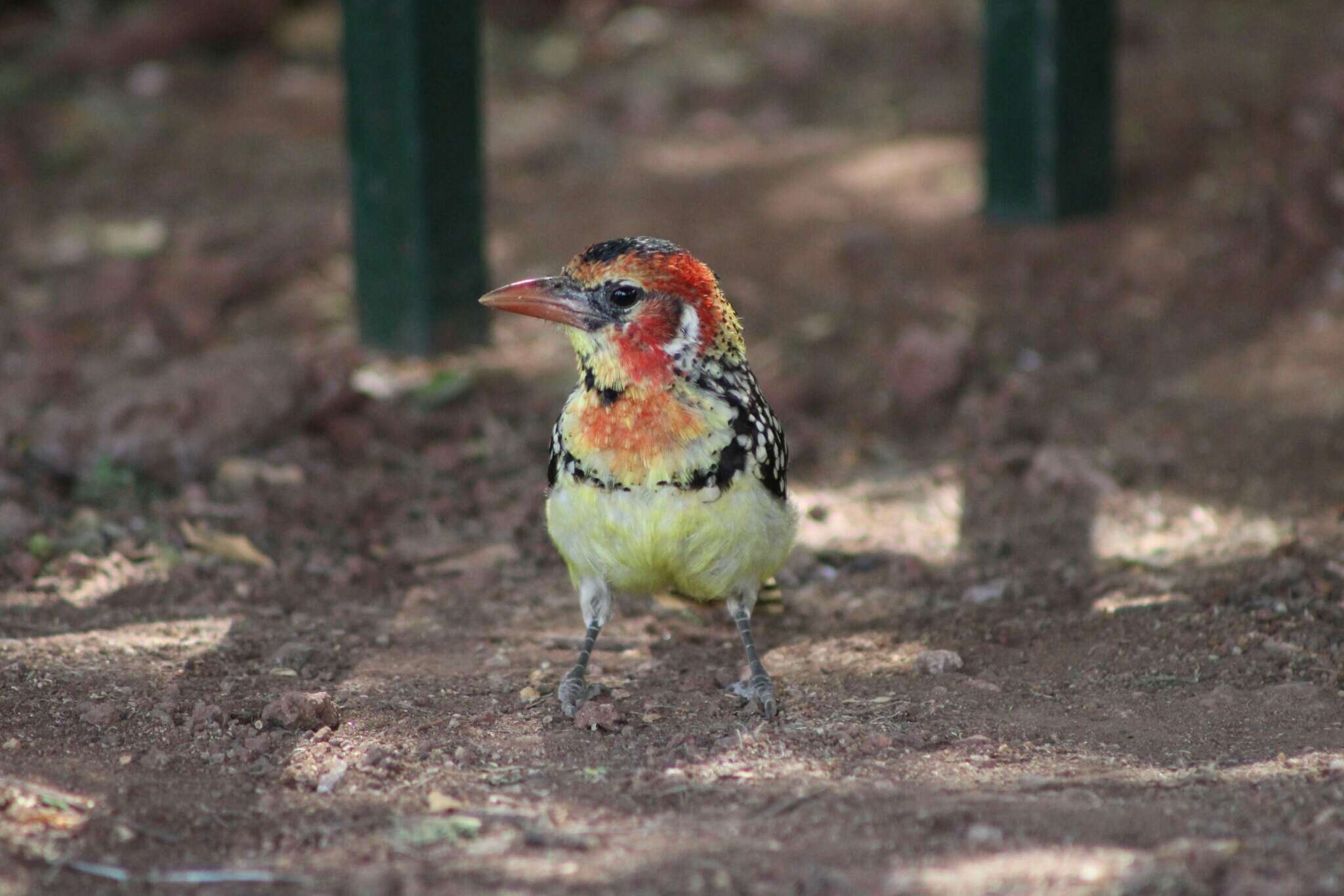 Image of Red-and-yellow Barbet