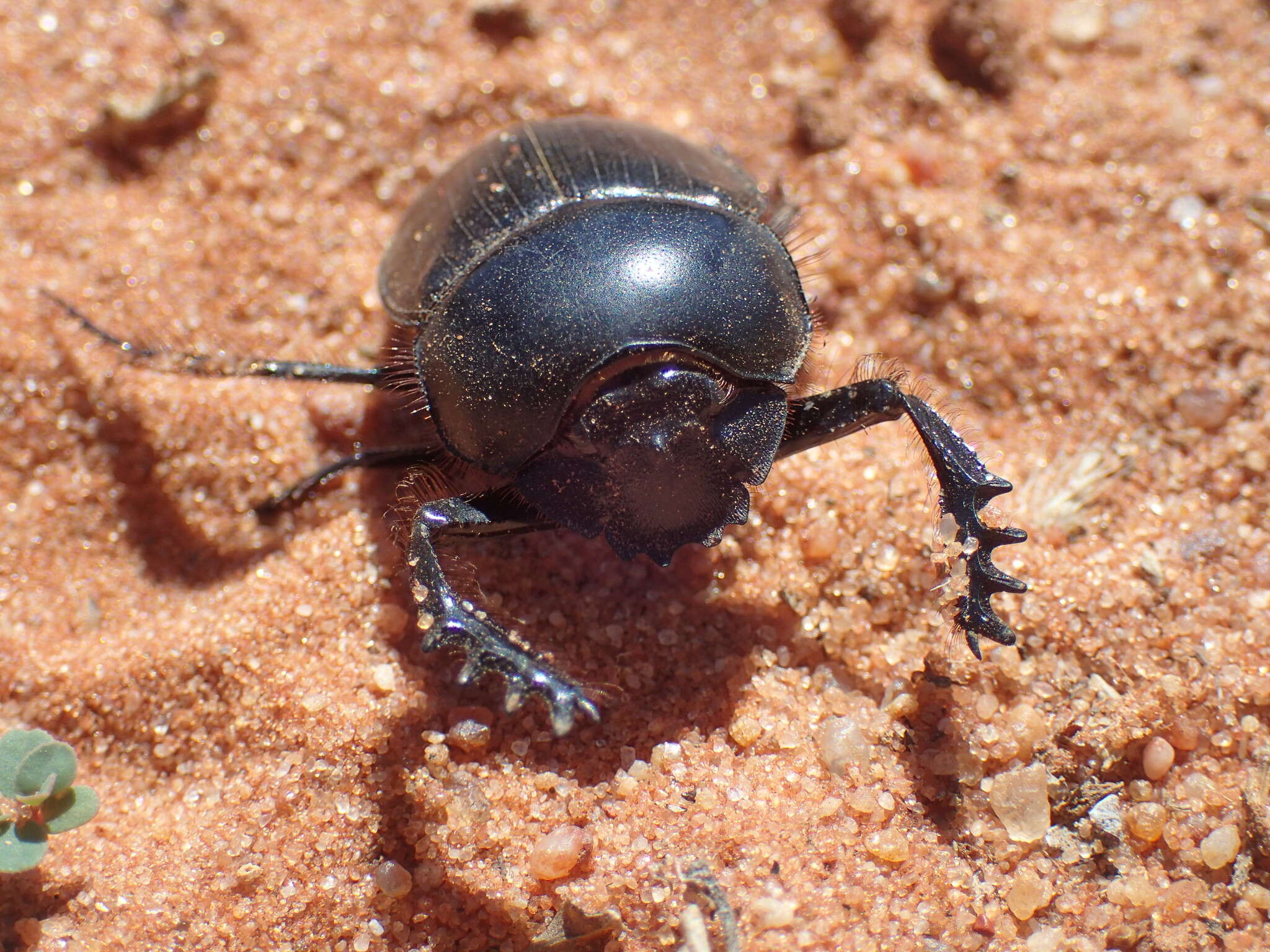 Imagem de Scarabaeus proboscideus (Guérin-Méneville 1844)