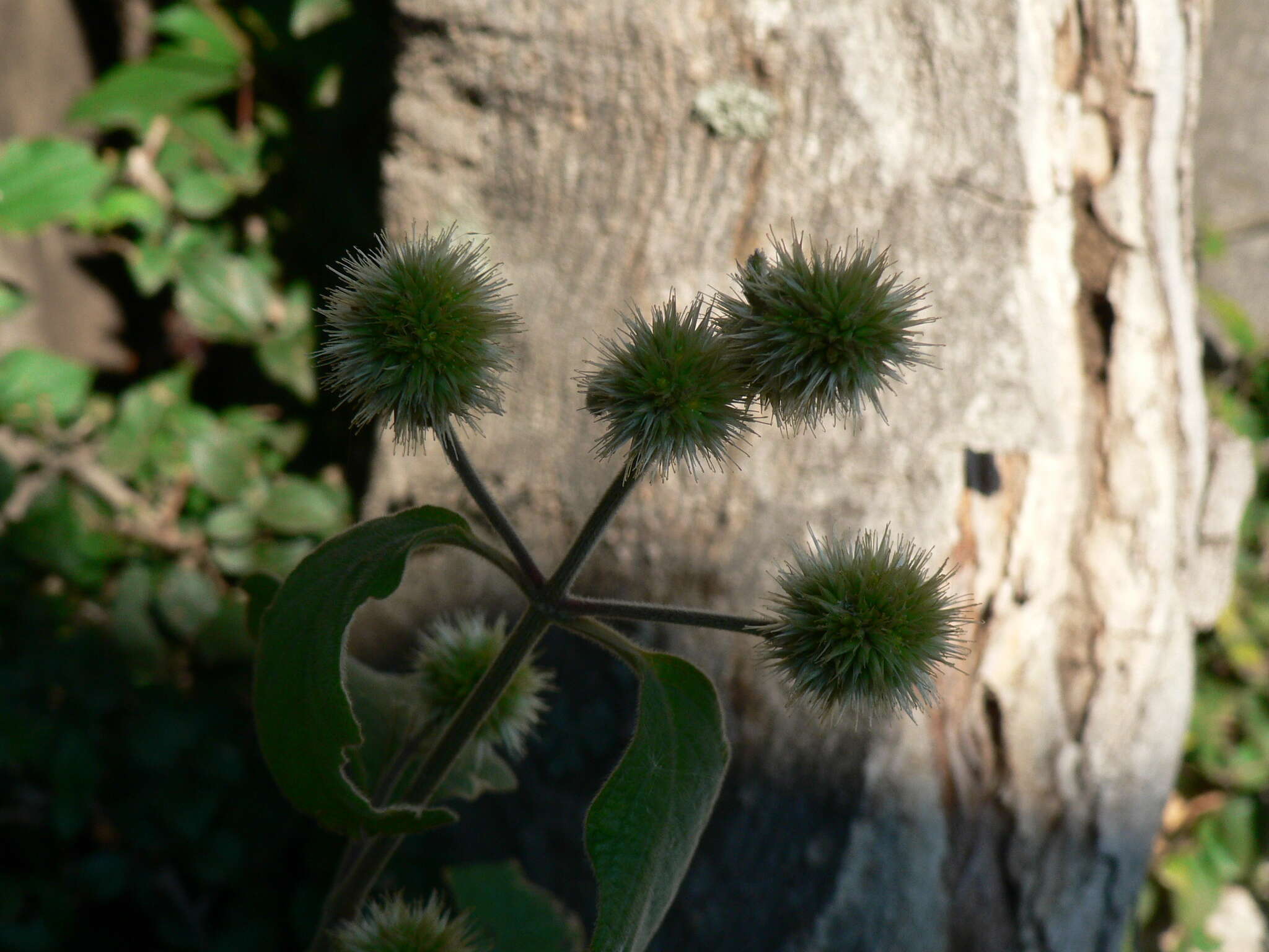 Cyathula uncinulata (Schrad.) Schinz的圖片