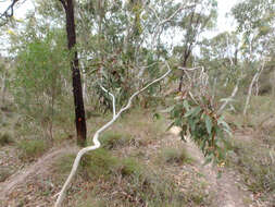 Image of Eucalyptus fasciculosa F. Müll.