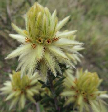 Image of Phylica plumosa var. plumosa