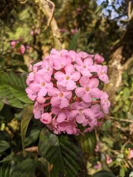 Image of Luculia gratissima (Wall.) Sweet