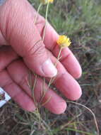 Image of Gutierrezia conoidea (Hemsl.) M. A. Lane