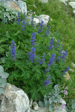 Delphinium dubium (Rouy & Fouc.) Pawl.的圖片