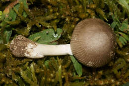 Image of Amanita virginiana (Murrill) Sacc. & Trotter 1925