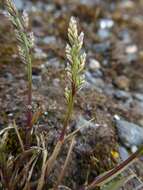 Слика од Catapodium marinum (L.) C. E. Hubb.