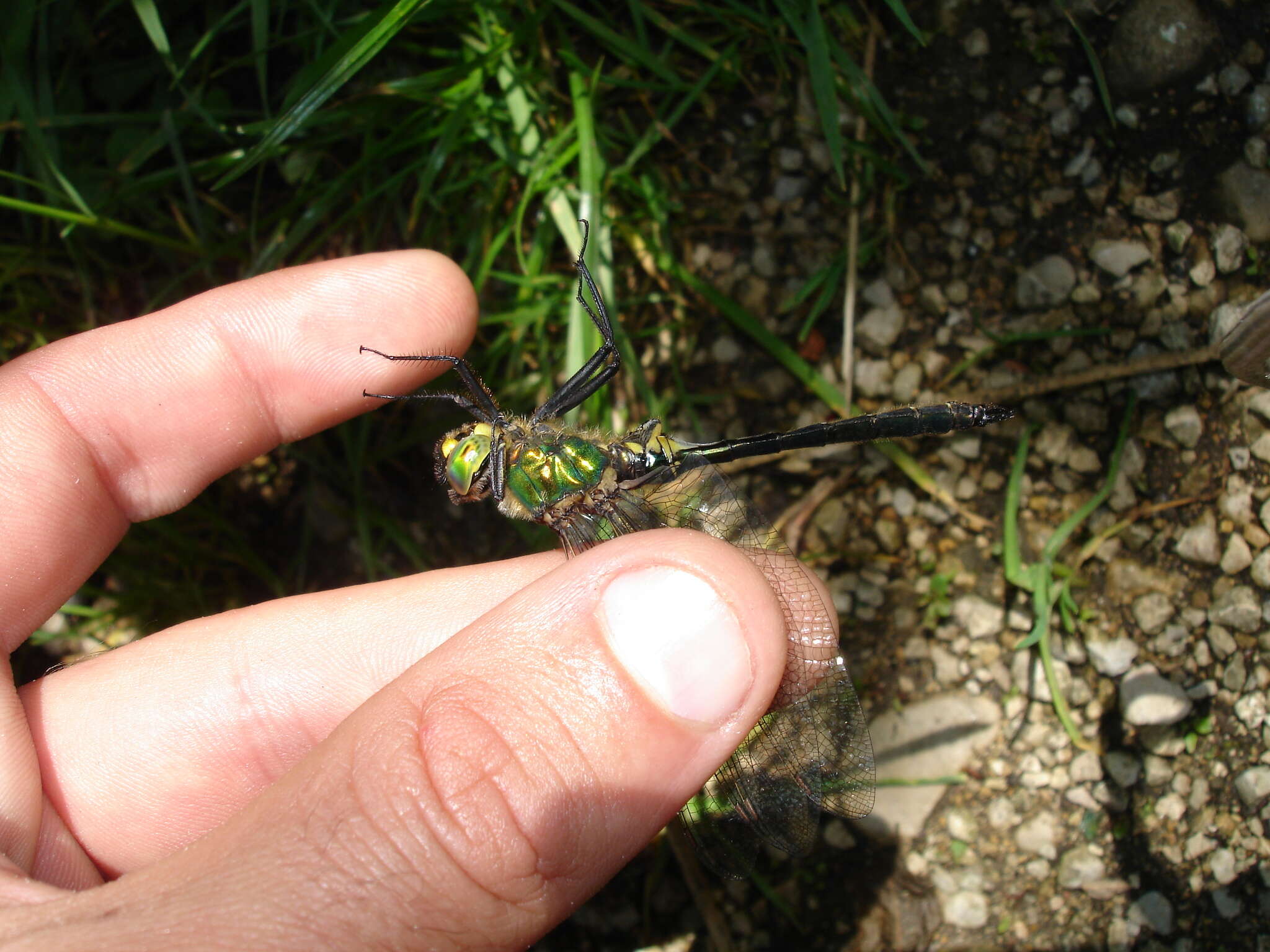 Imagem de Somatochlora metallica (Vander Linden 1825)