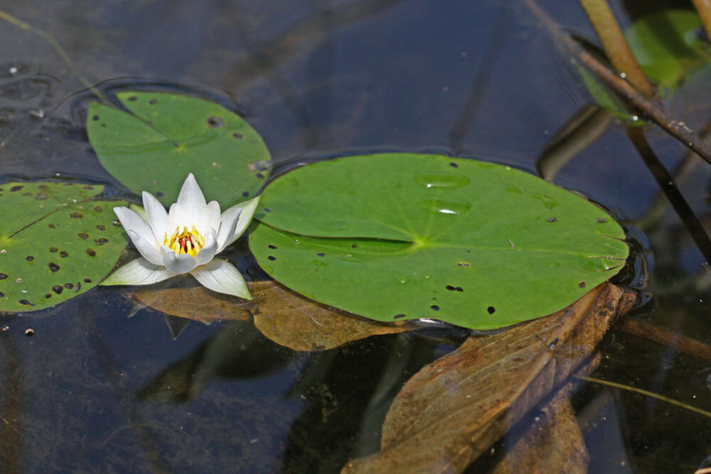 Image de Nymphaea tetragona Georgi