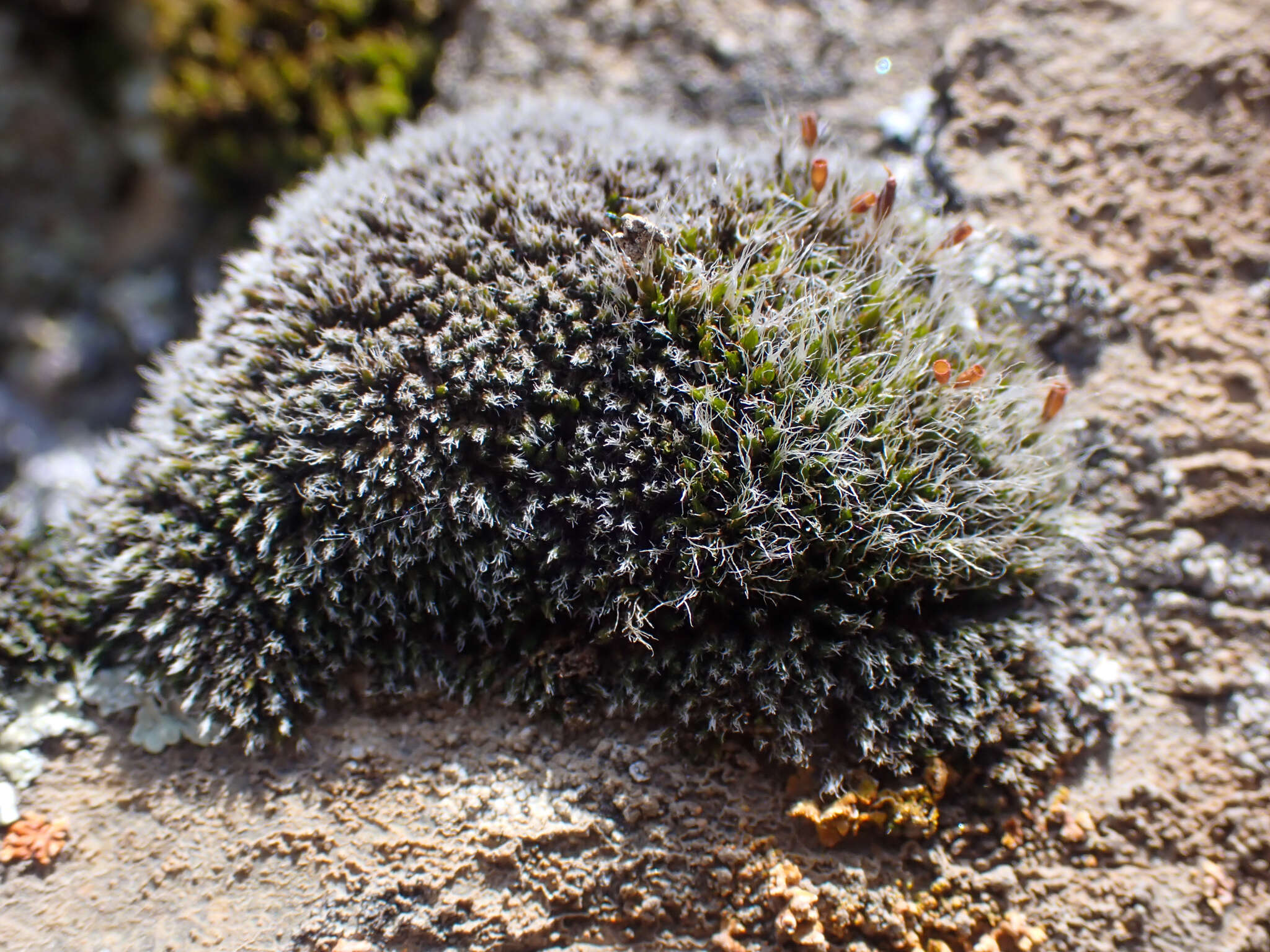 Image of coscinodon moss