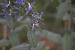 Plancia ëd Echium rosulatum Lange