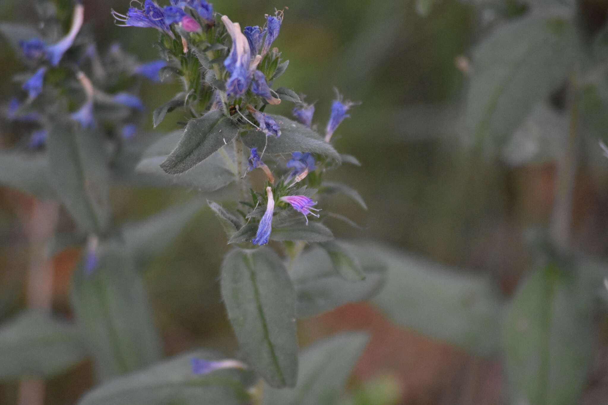 Plancia ëd Echium rosulatum Lange