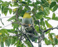 Image of Yellow-footed Green Pigeon