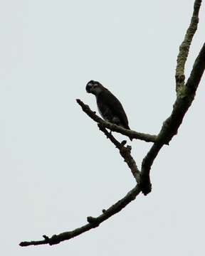 Image of White-browed Purpletuft