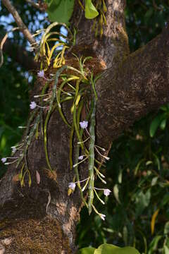 Plancia ëd Dendrobium crepidatum Lindl. & Paxton