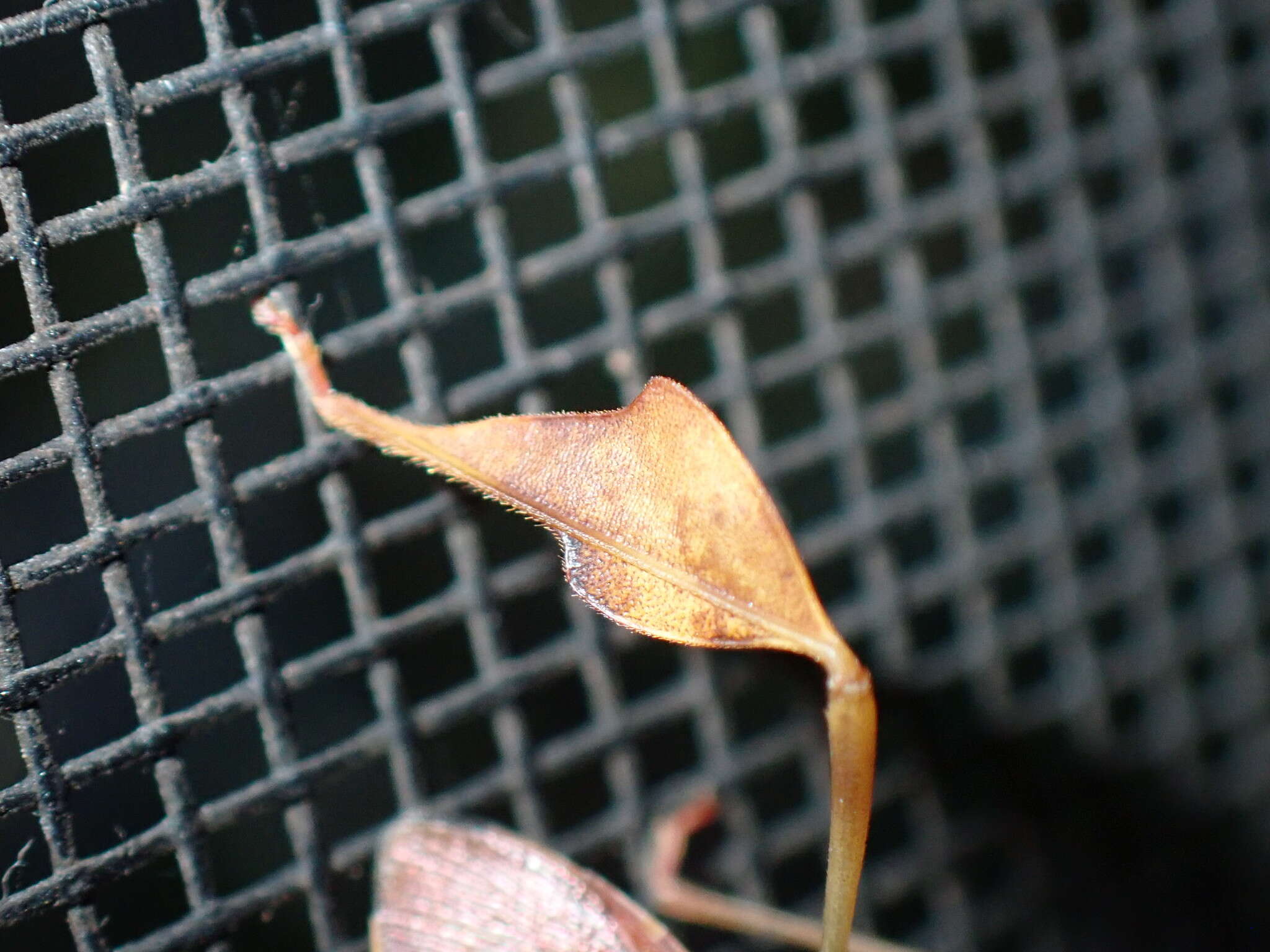 صورة Chondrocera laticornis Laporte 1832