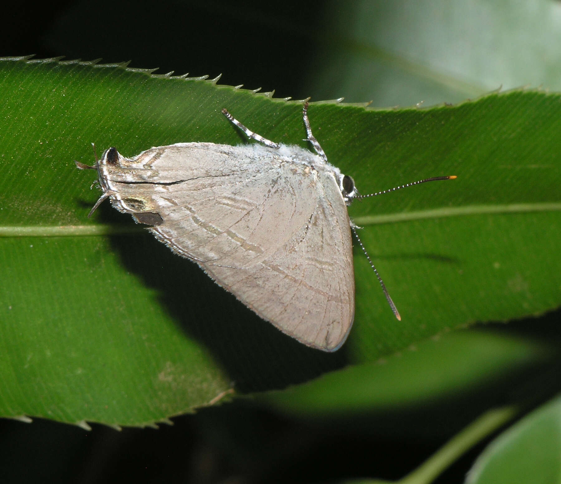 Image of Hypolycaena erylus himavantus Fruhstorfer 1912