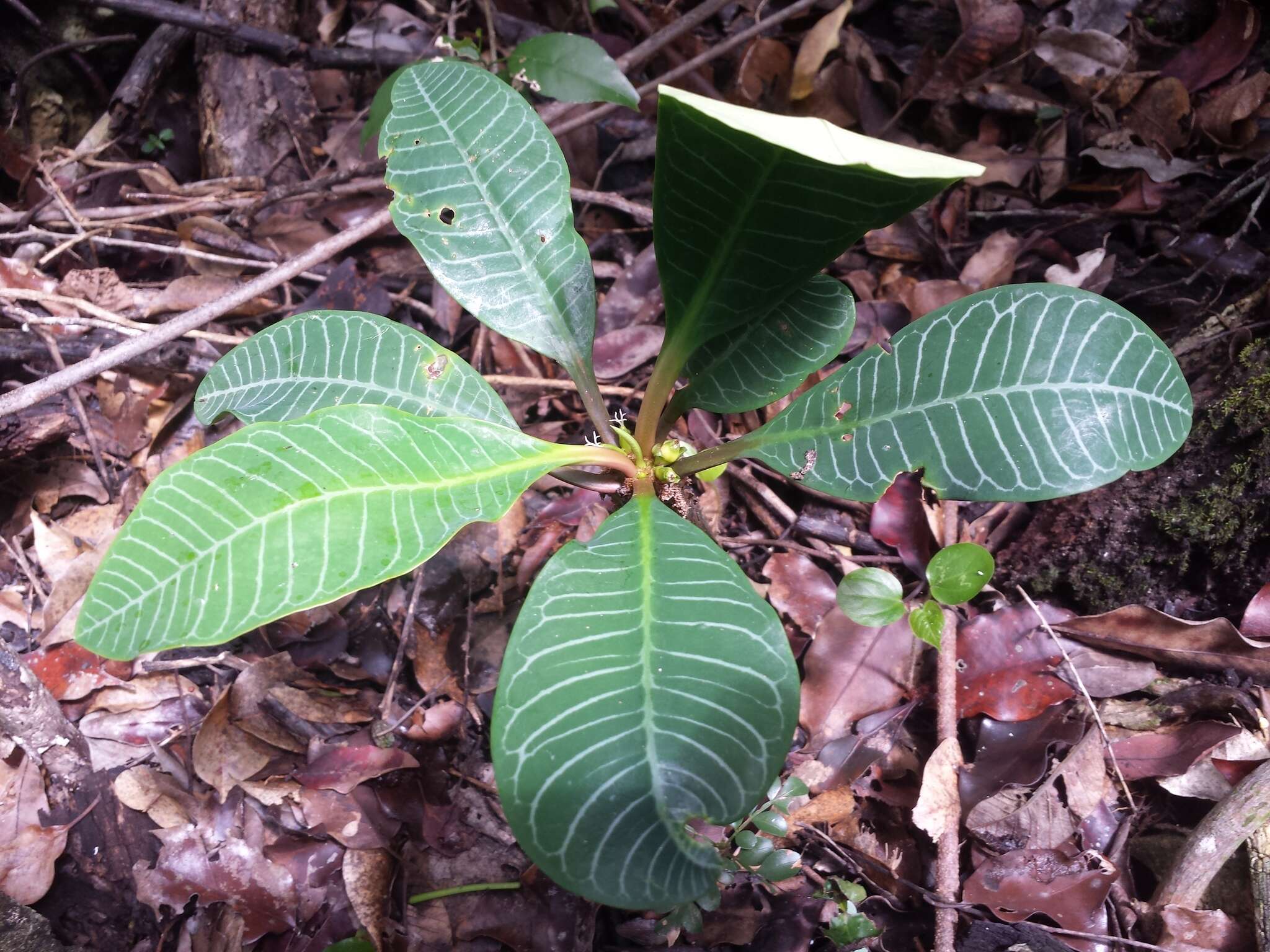 Euphorbia leuconeura Boiss. resmi