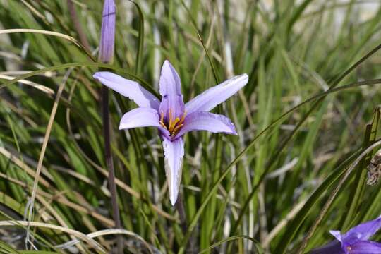 Image of Xerophyta viscosa Baker