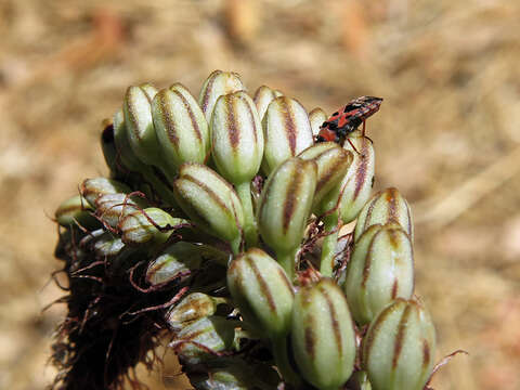 Image of Horvathiolus guttatus (Rambur 1839)