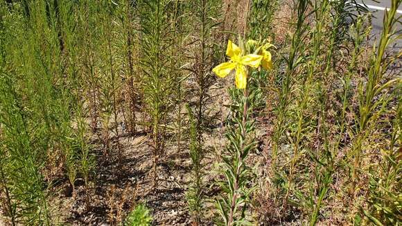 Oenothera elata subsp. hirsutissima (A. Gray ex S. Wats.) W. Dietrich的圖片