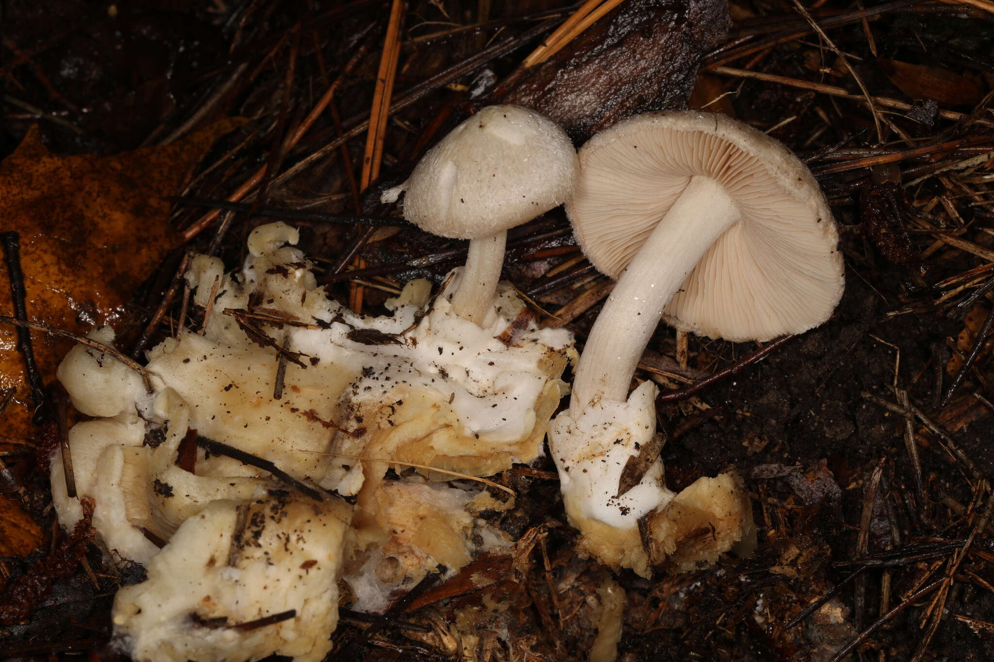 Image of Volvariella surrecta (Knapp) Singer 1951