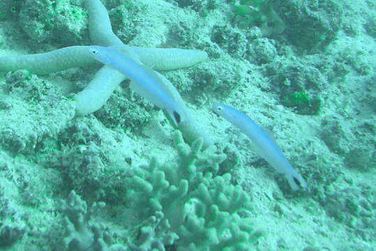 Image of Blacktail goby