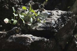 Image of Omphalodes rupestris Rupr. ex Boiss.