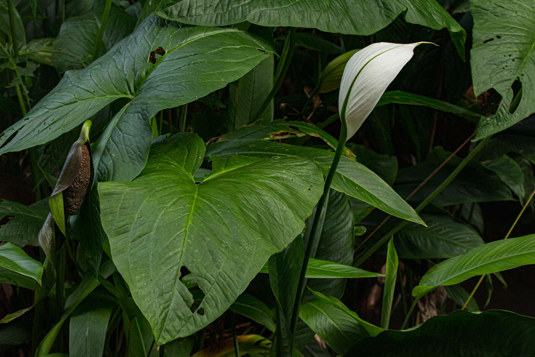 Image of Spathiphyllum friedrichsthalii Schott