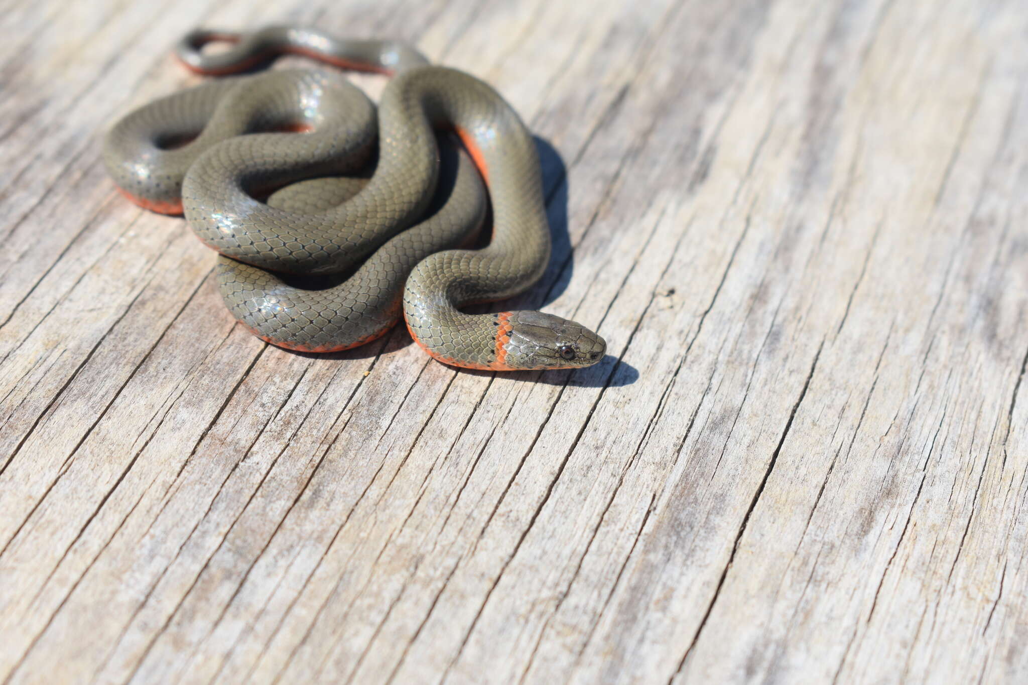 Image of Diadophis punctatus vandenburgii Blanchard 1923