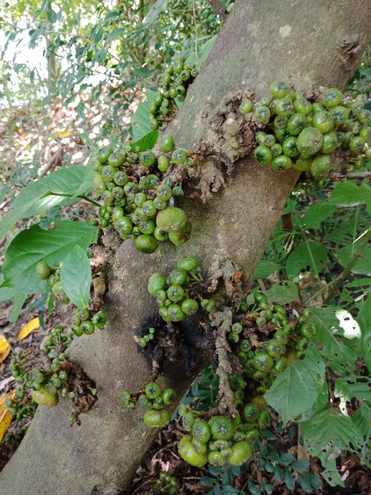 Sivun Ficus fistulosa Reinw. ex Bl. kuva