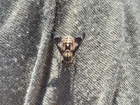 Image de Chrysops coloradensis Bigot 1892