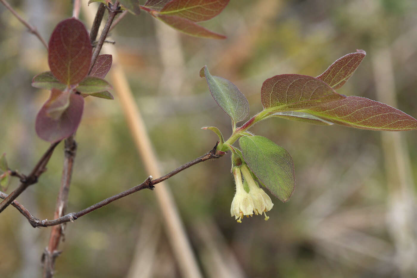 Imagem de Lonicera caerulea subsp. pallasii (Ledeb.) Browicz