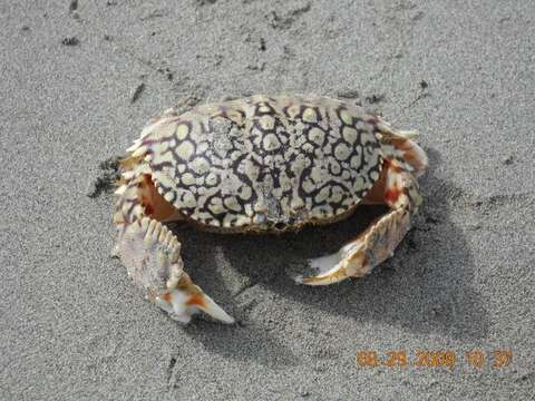 Image of ocellate box crab