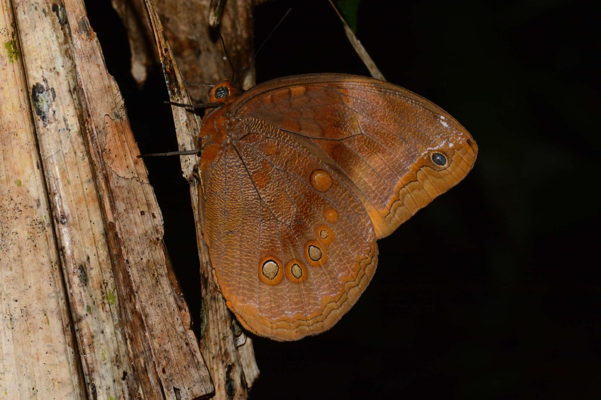 Image of Catoblepia berecynthia Cramer 1777