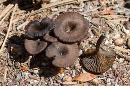 Image de Arrhenia rainierensis (H. E. Bigelow) Redhead, Lutzoni, Moncalvo & Vilgalys 2002