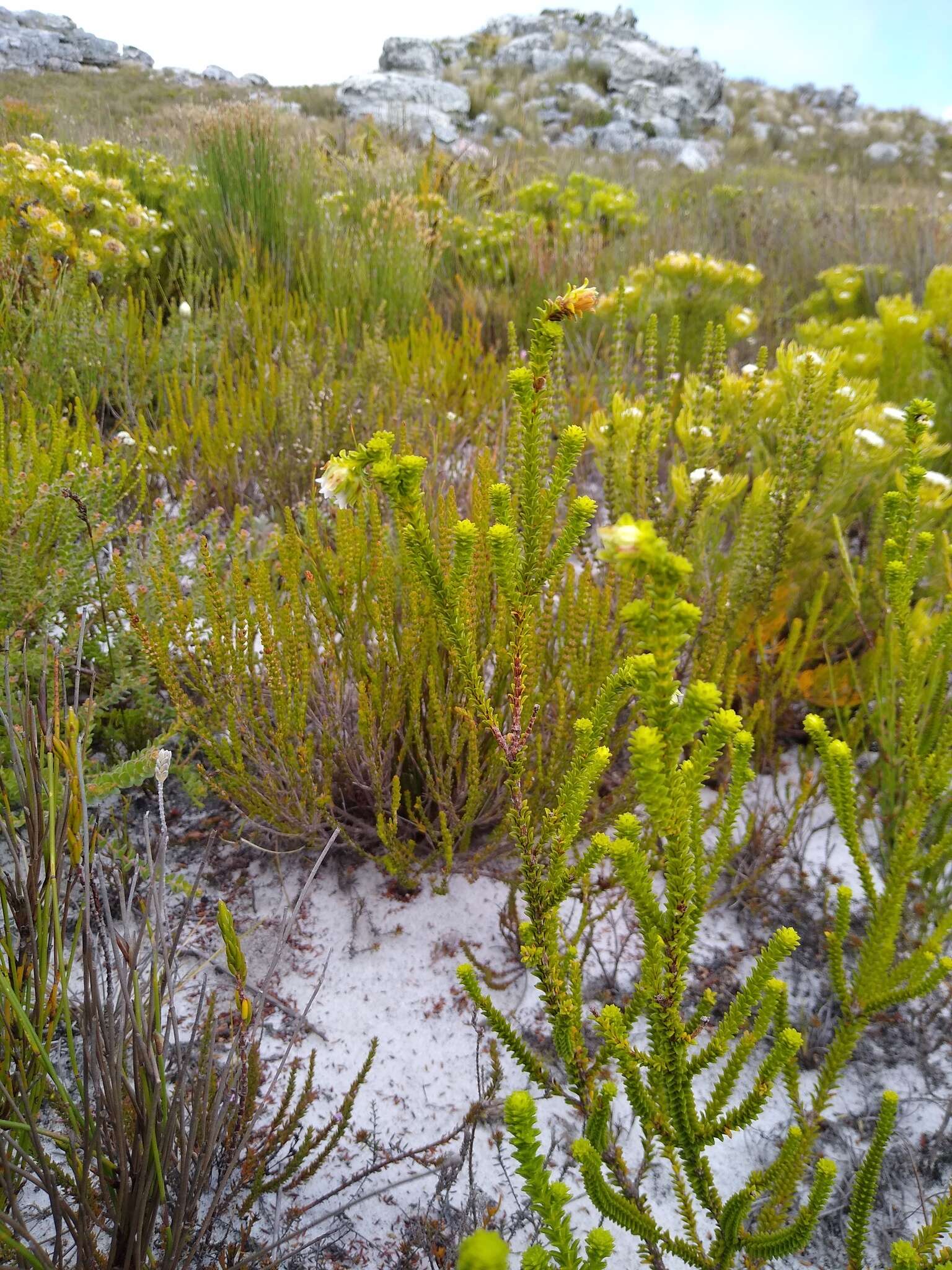 Image of Erica fairii Bolus