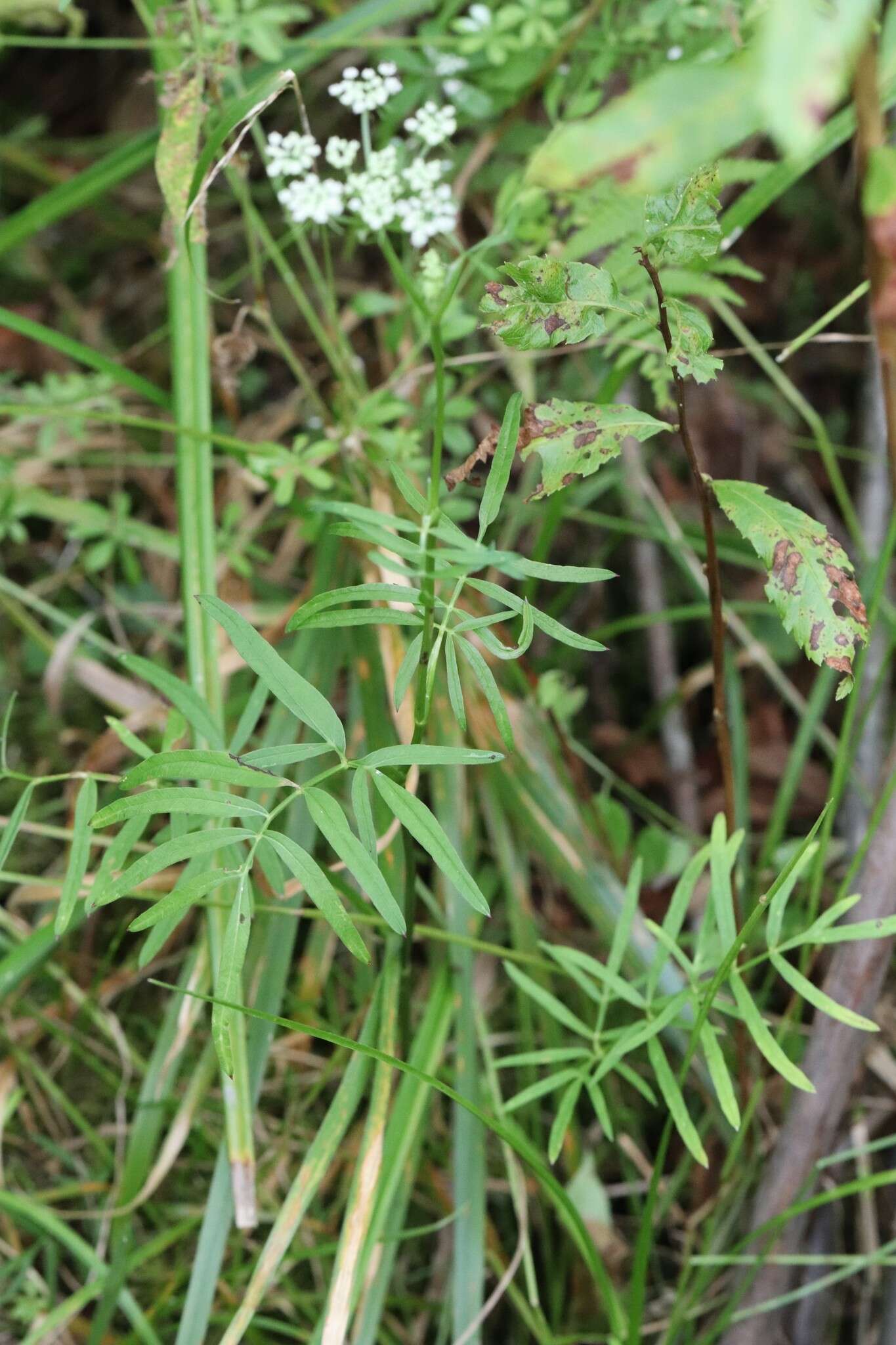 Image of Ostericum maximowiczii (Fr. Schmidt) Kitag.