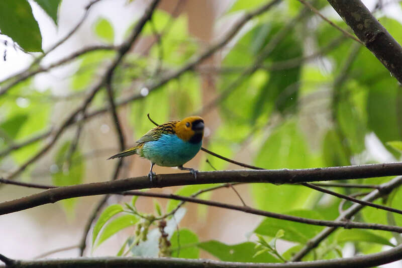 Image of Gilt-edged Tanager