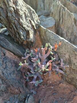 Tylecodon buchholzianus (Schuldt & Steph.) H. Tölken resmi