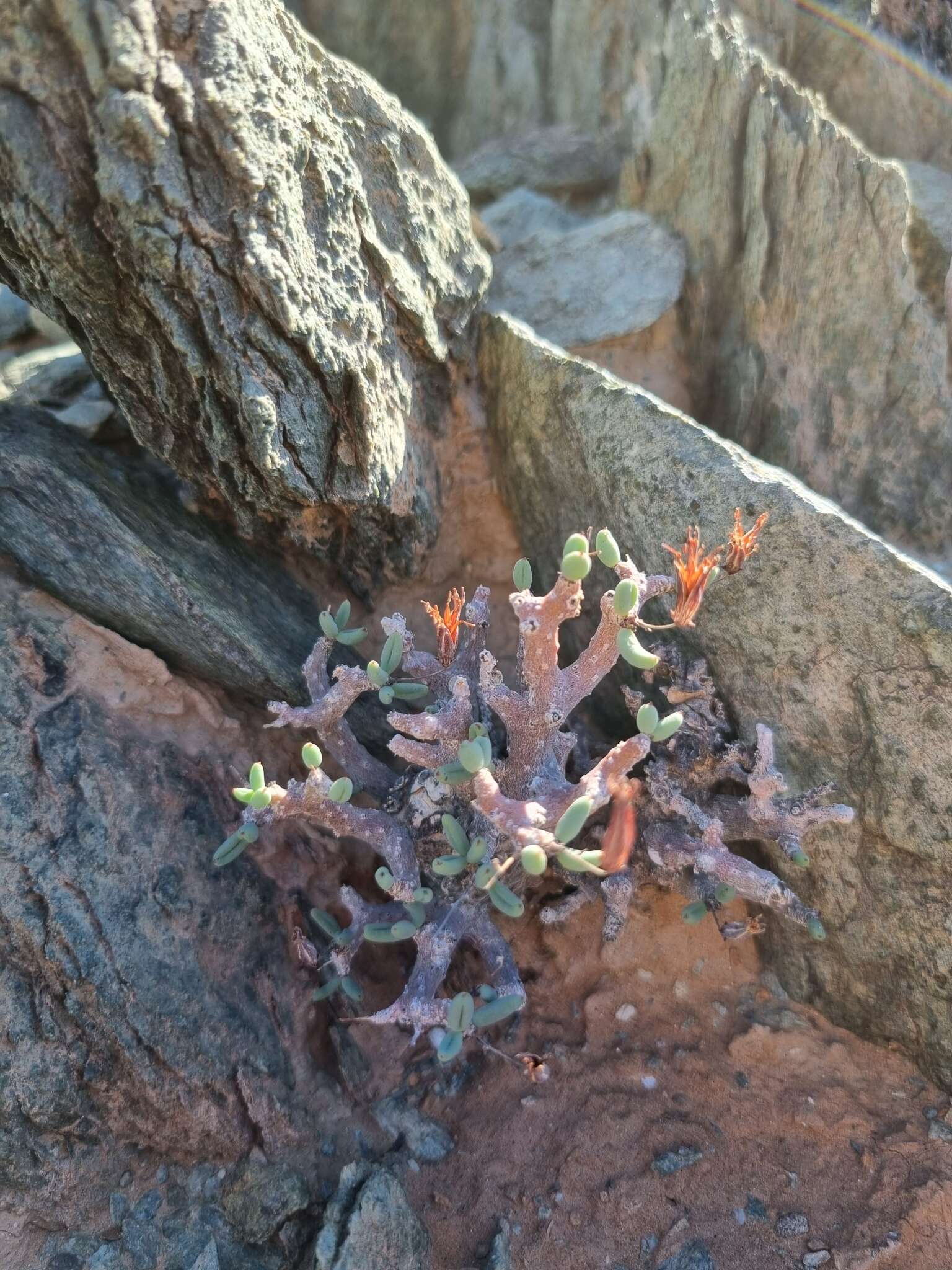 Image of Tylecodon buchholzianus (Schuldt & Steph.) H. Tölken