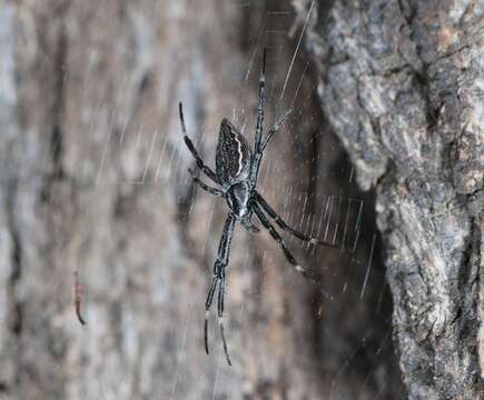 Imagem de Argiope ocyaloides L. Koch 1871