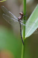 Слика од Macrothemis musiva Calvert 1898