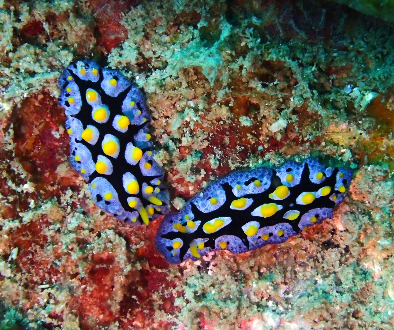 Image of black-rayed phyllidia