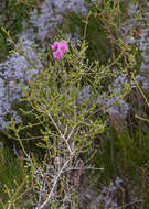 Image de Melaleuca empetrifolia Rchb.