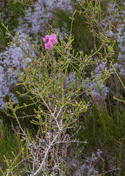 Image of Melaleuca empetrifolia Rchb.