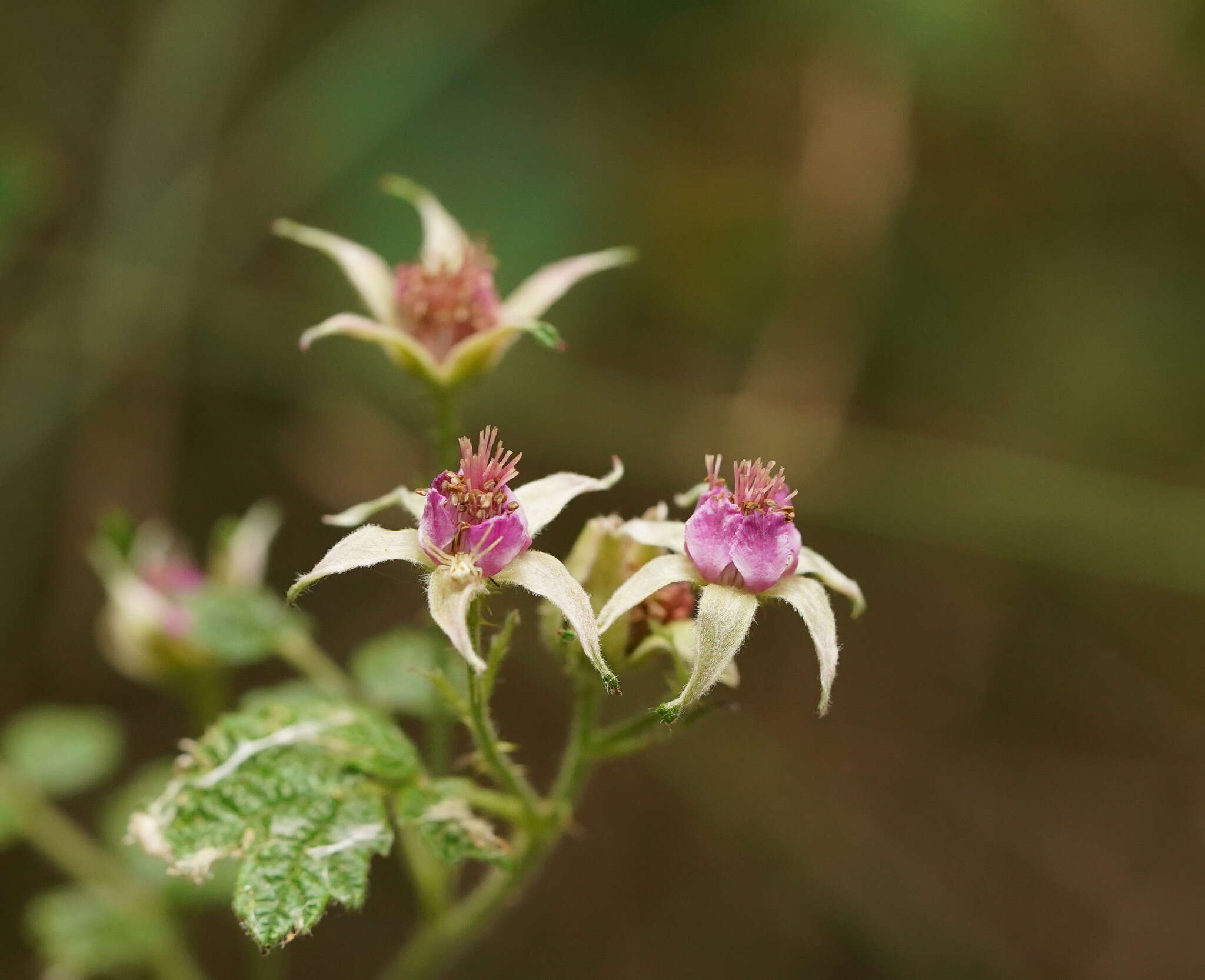 صورة Rubus parvifolius L.