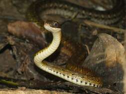 Image of South American Forest Racer